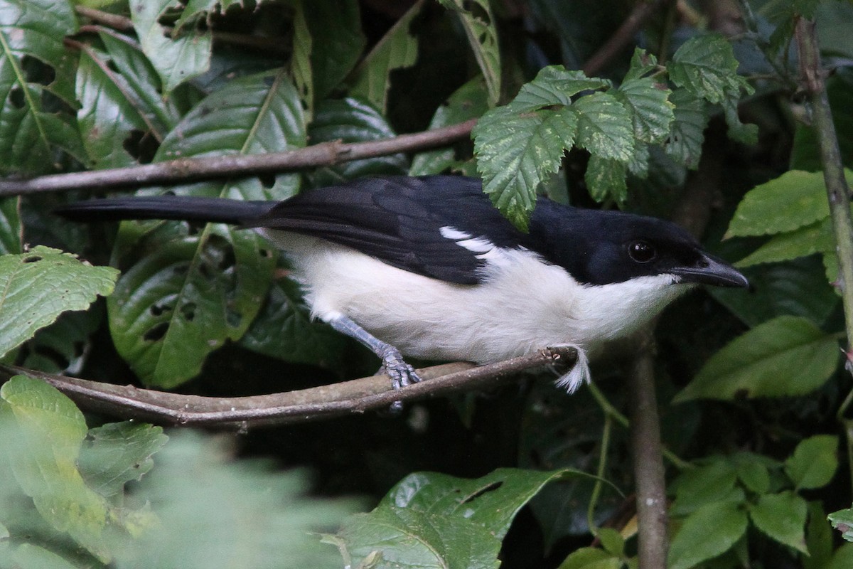 Tropical Boubou - Dave Curtis