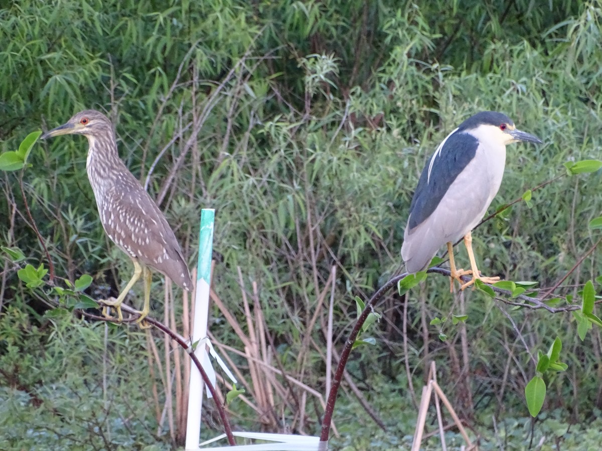 Black-crowned Night Heron - ML615907591