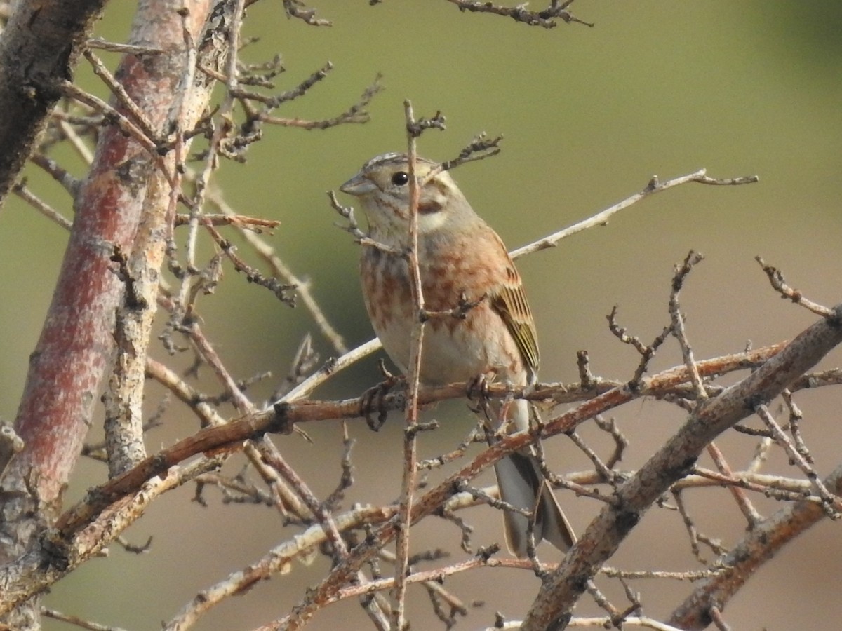 Yellowhammer x Pine Bunting (hybrid) - ML615907599