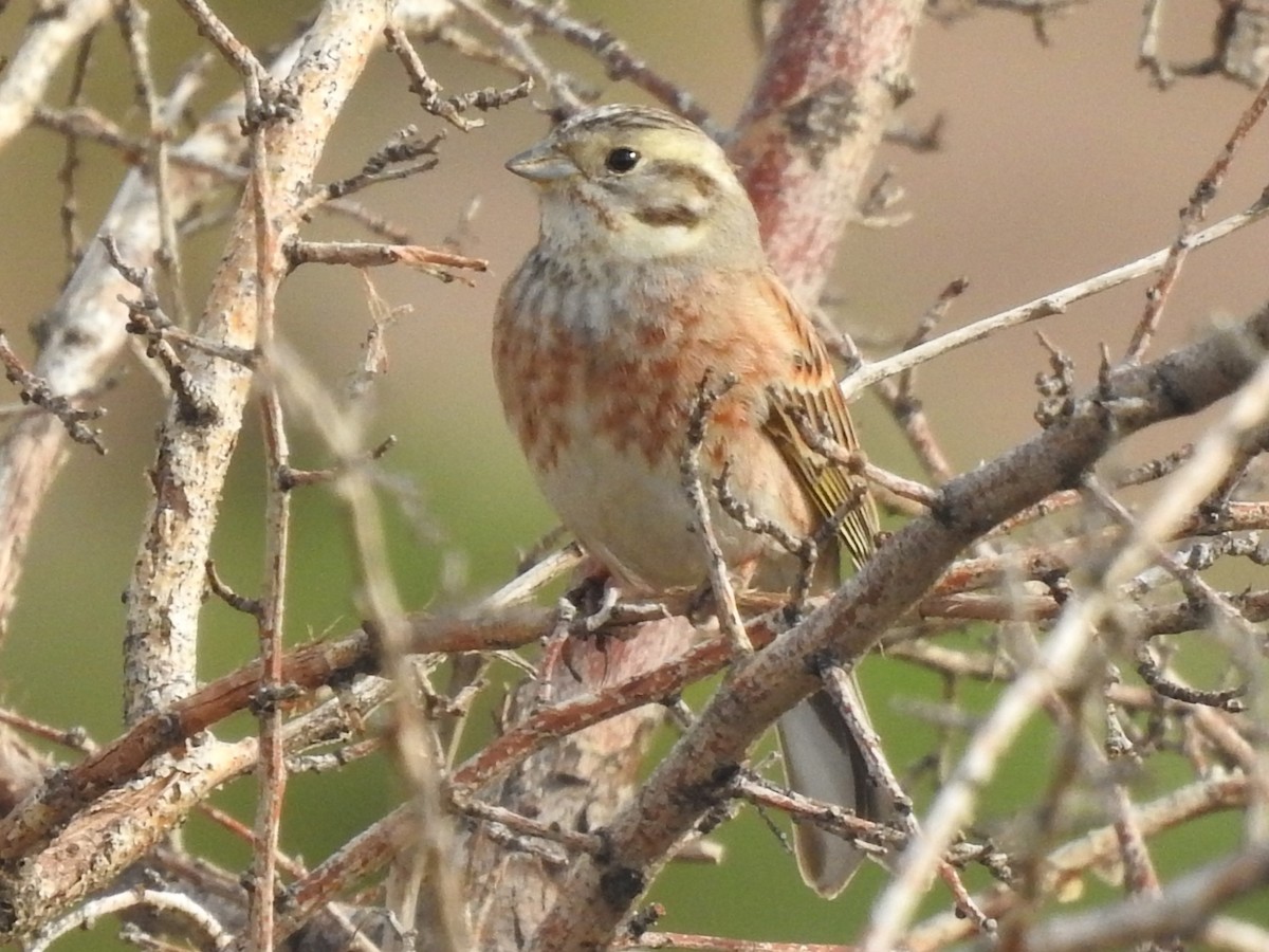 Yellowhammer x Pine Bunting (hybrid) - ML615907600