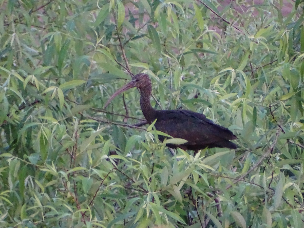 ibis hnědý - ML615907604