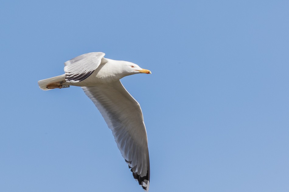 Caspian Gull - Lukas Sekelsky