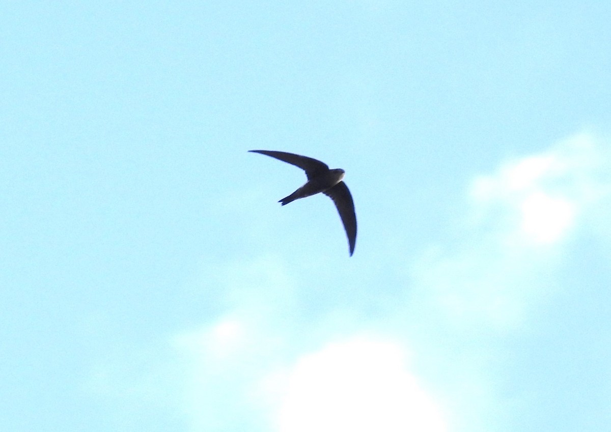 Pacific Swift - ML615907690