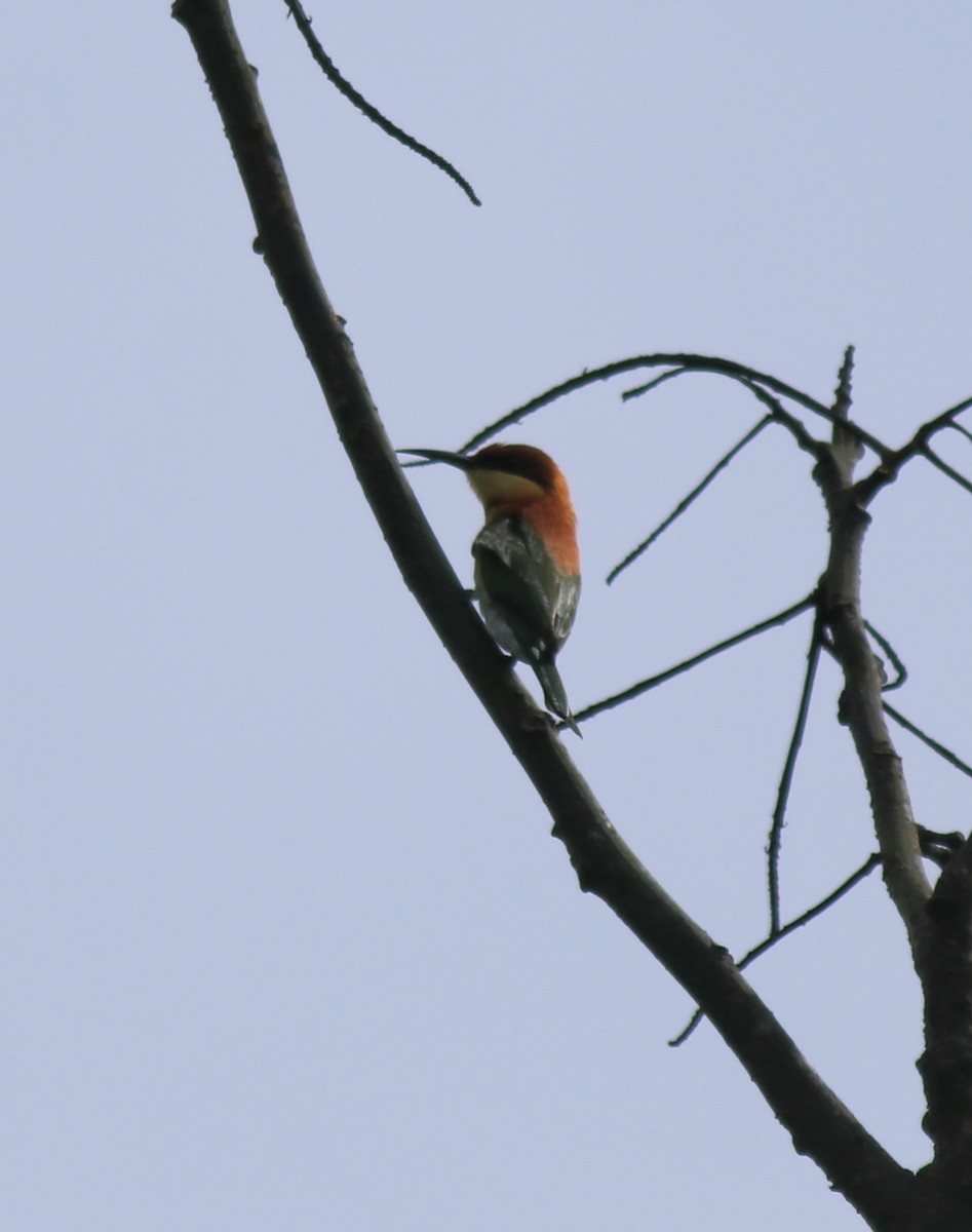 Chestnut-headed Bee-eater - ML615907783