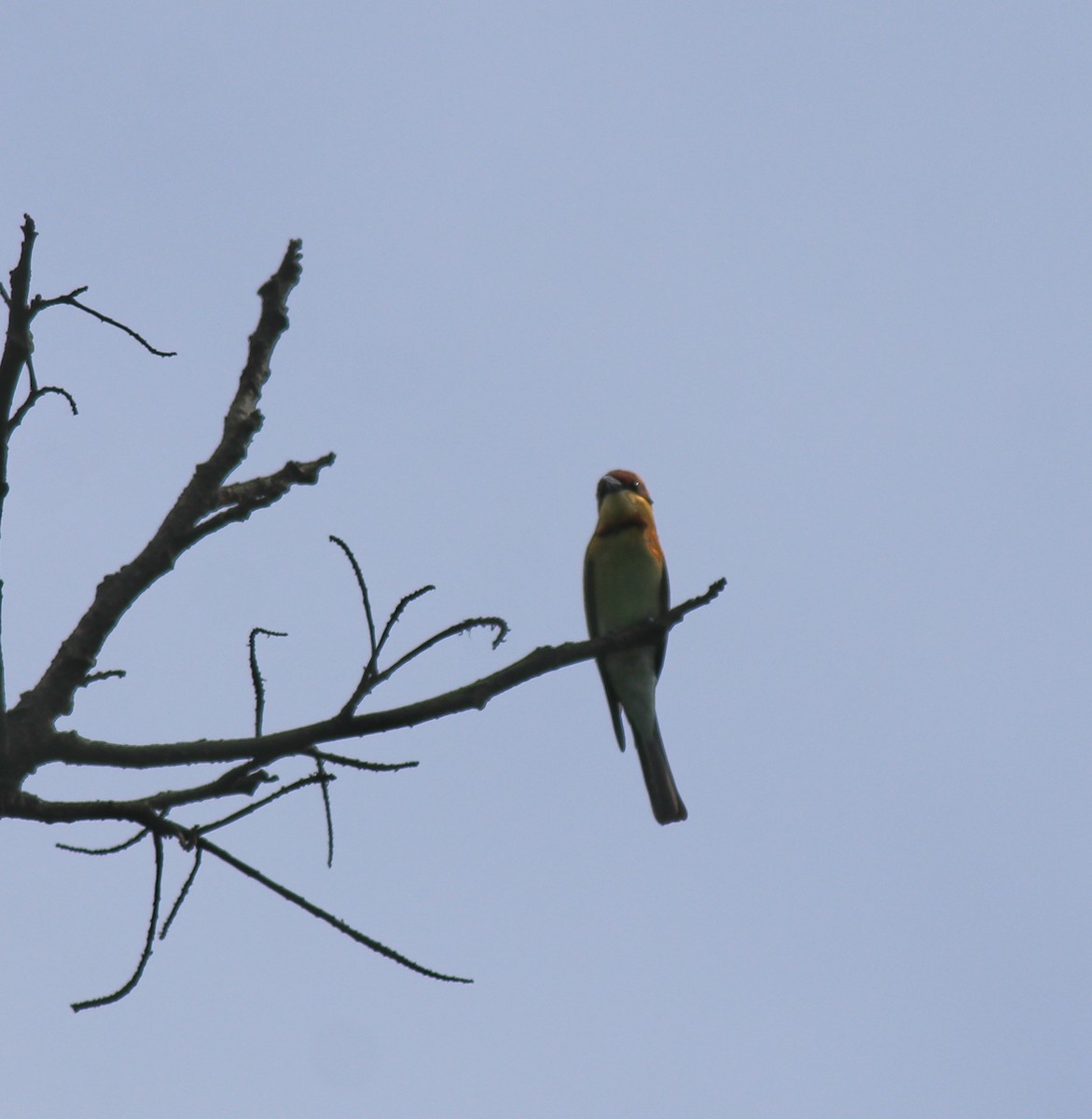 Chestnut-headed Bee-eater - ML615907784