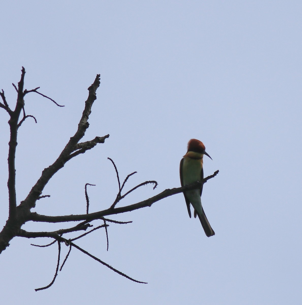 Chestnut-headed Bee-eater - ML615907786