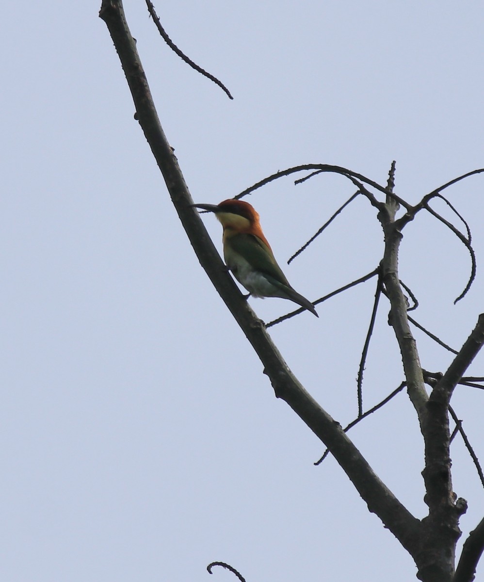 Chestnut-headed Bee-eater - ML615907787