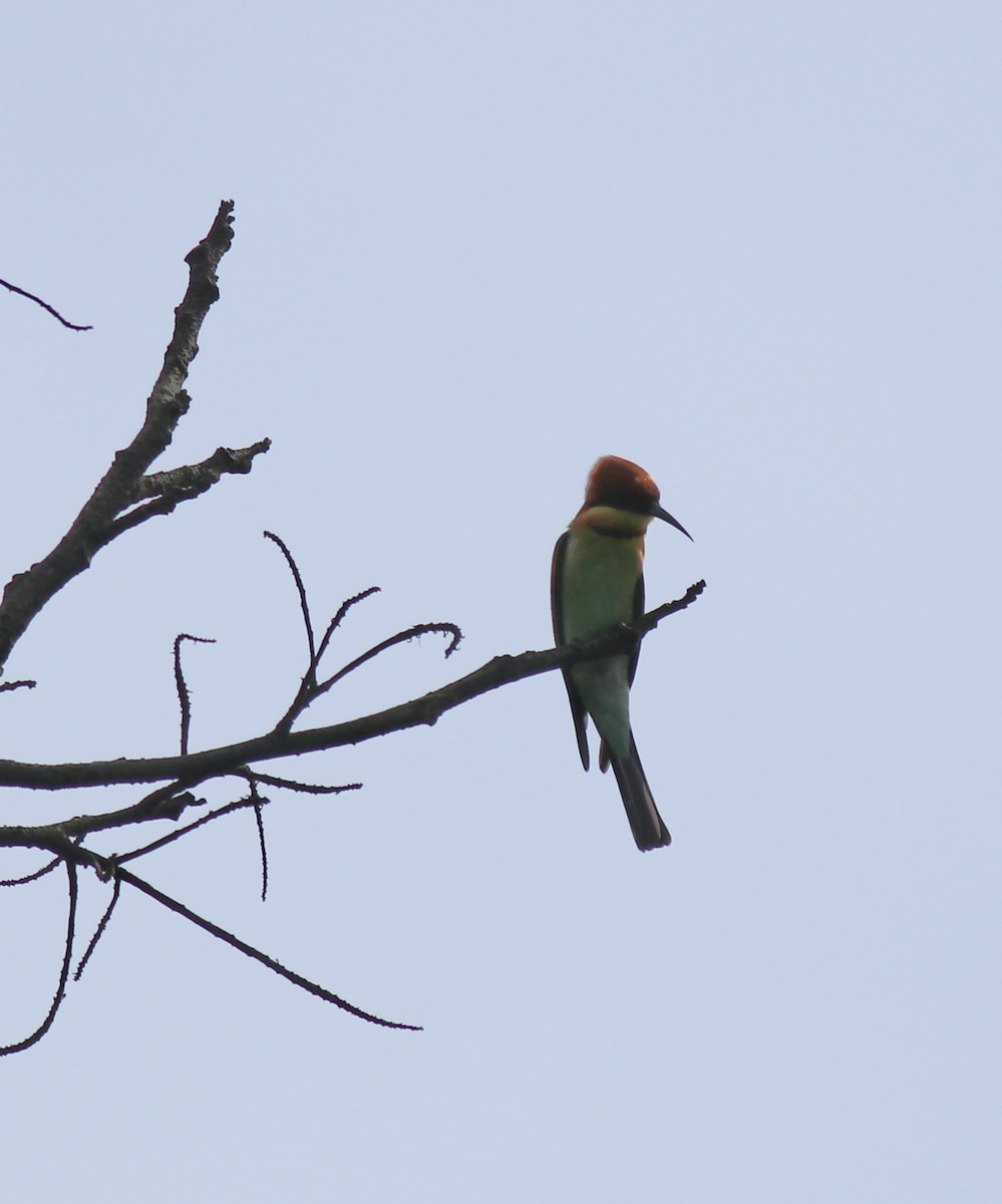 Chestnut-headed Bee-eater - ML615907790