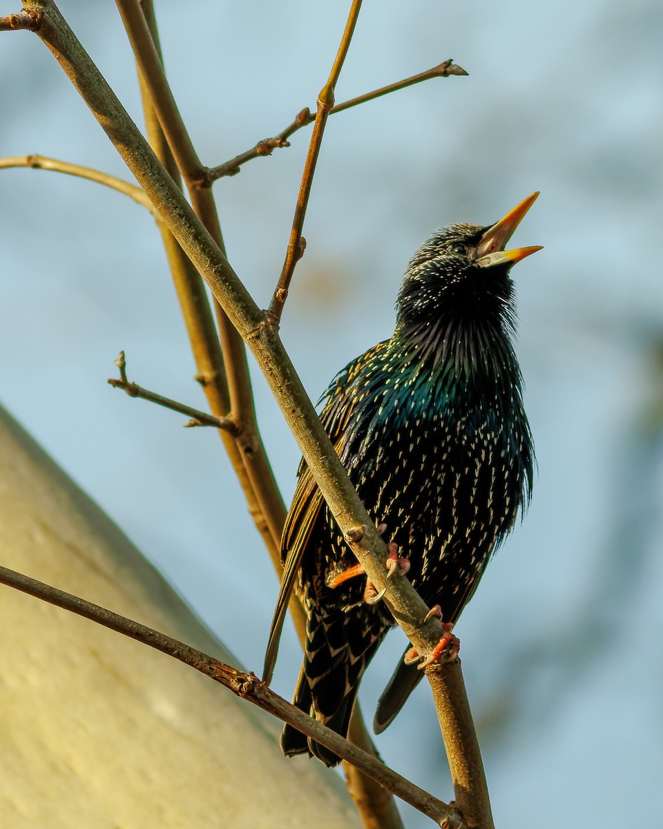 European Starling - ML615907844