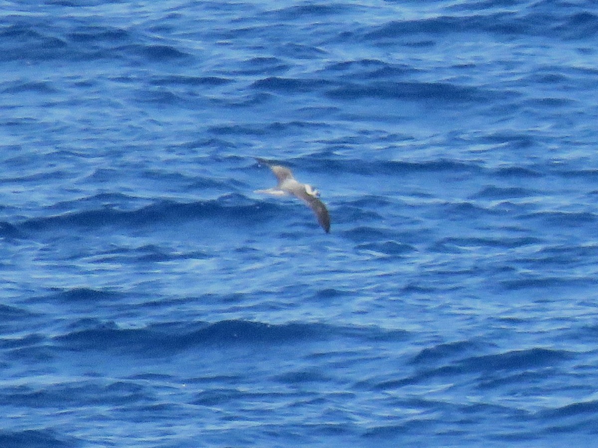 White-necked Petrel - ML615907859