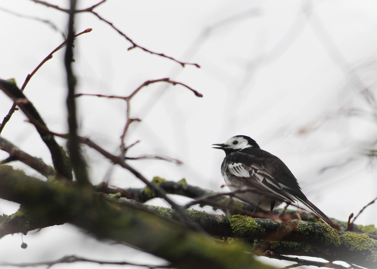 White Wagtail (British) - ML615907869