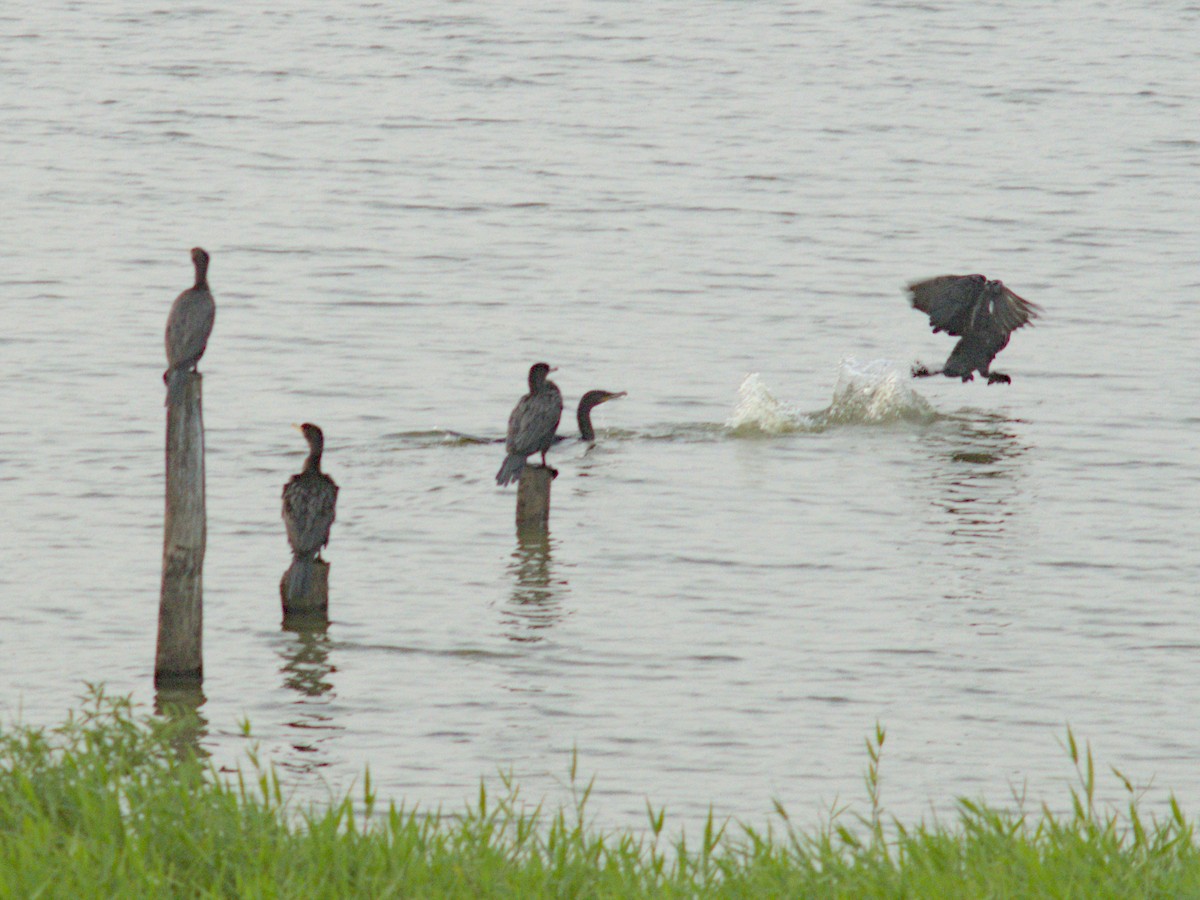 Neotropic Cormorant - ML615907871