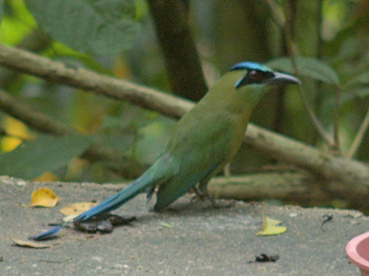 Lesson's Motmot - Bennet Homero