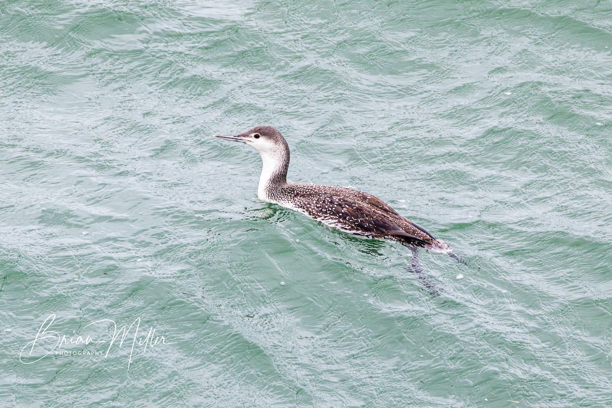 Red-throated Loon - ML615908094