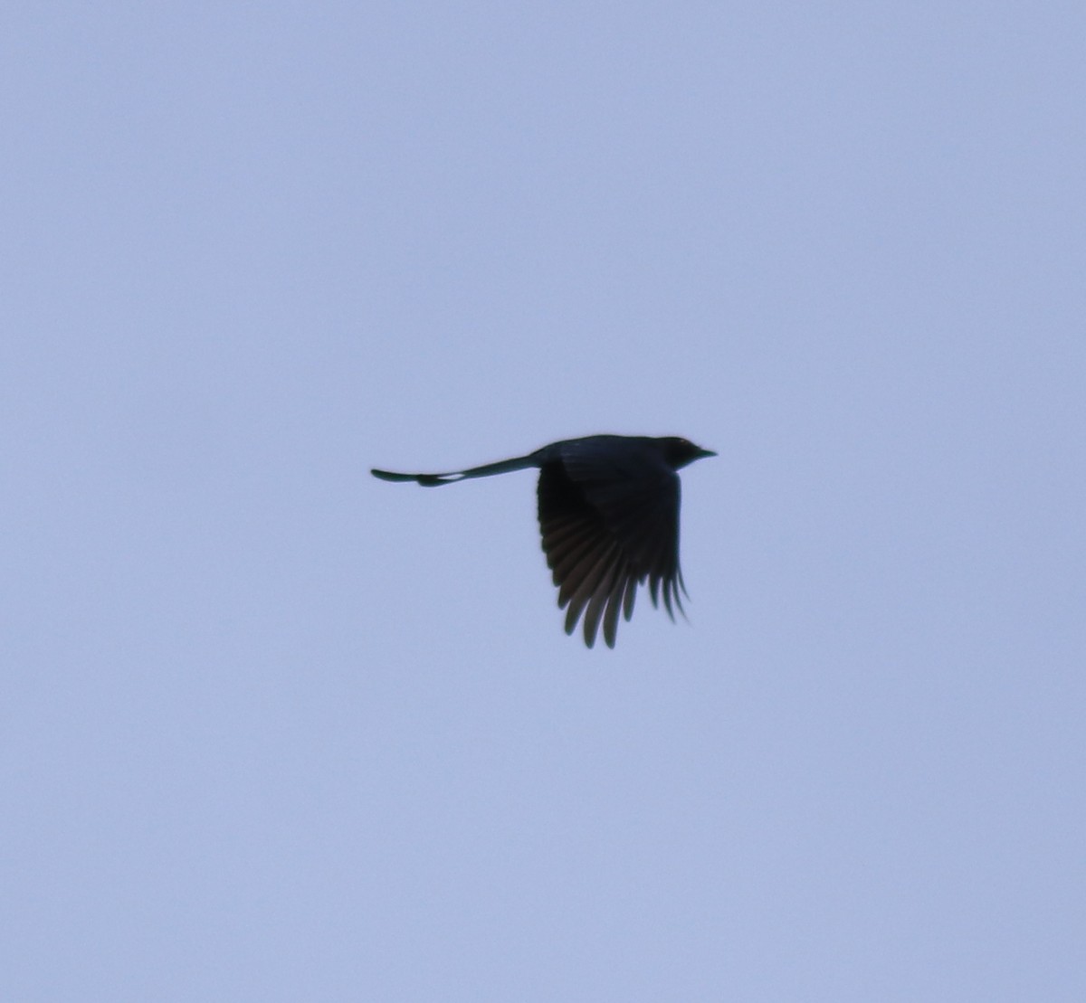 Ashy Drongo - ML615908114