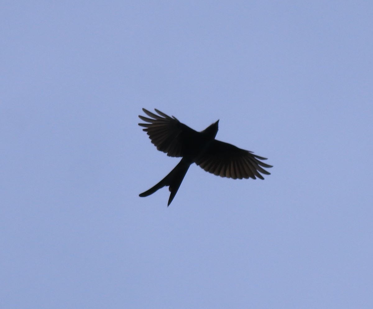 Ashy Drongo - ML615908117