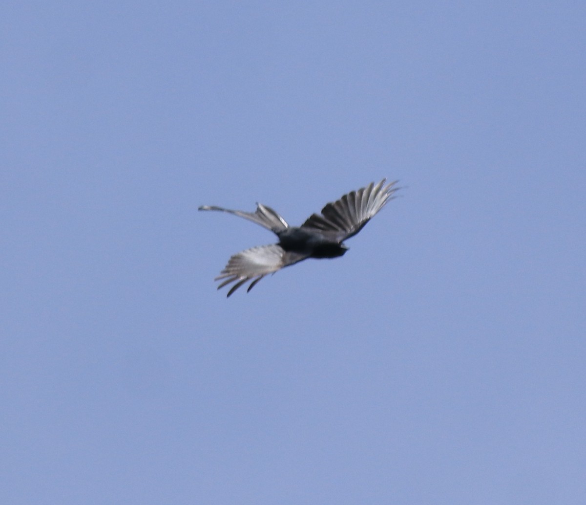 Ashy Drongo - ML615908120