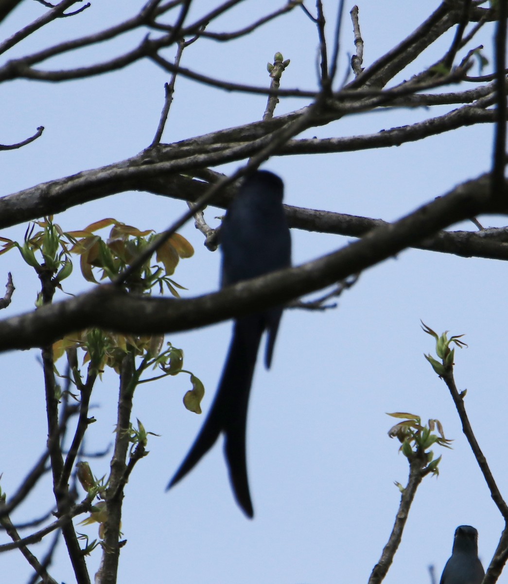 Ashy Drongo - ML615908123