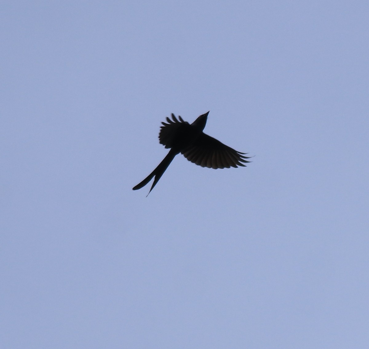 Ashy Drongo - ML615908124