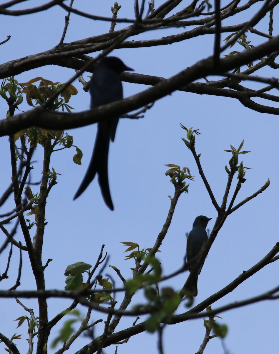 Drongo cendré - ML615908125