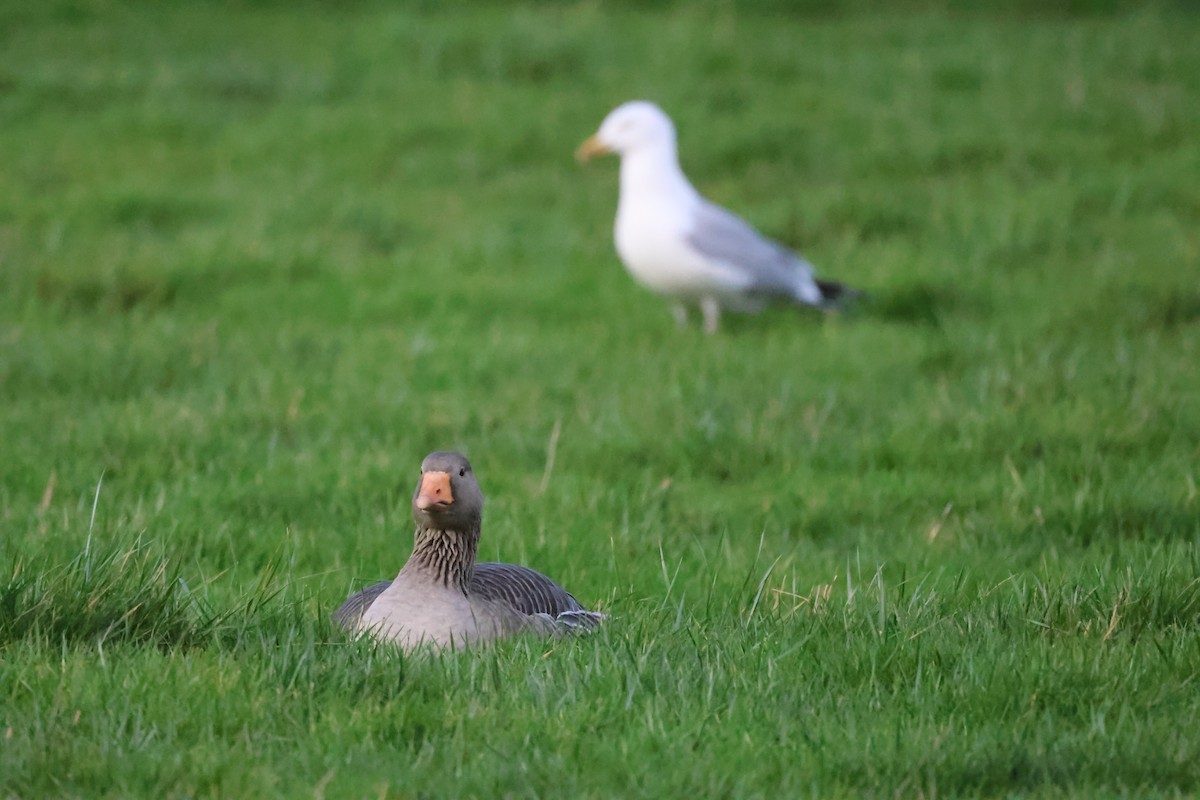 Graylag Goose - ML615908153