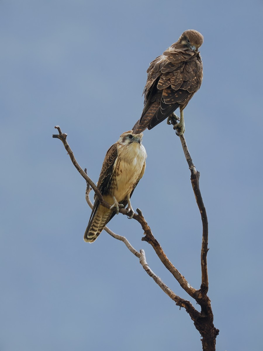 Brown Falcon - Len and Chris Ezzy