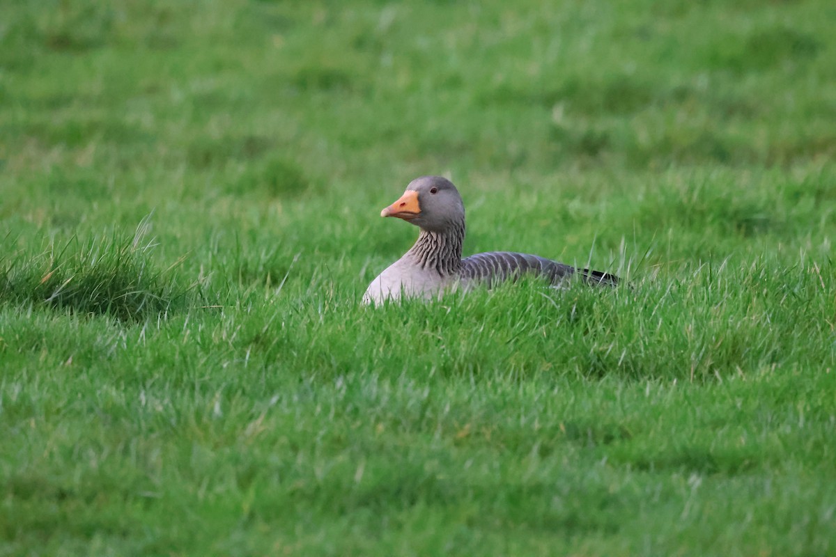 Graylag Goose - ML615908158