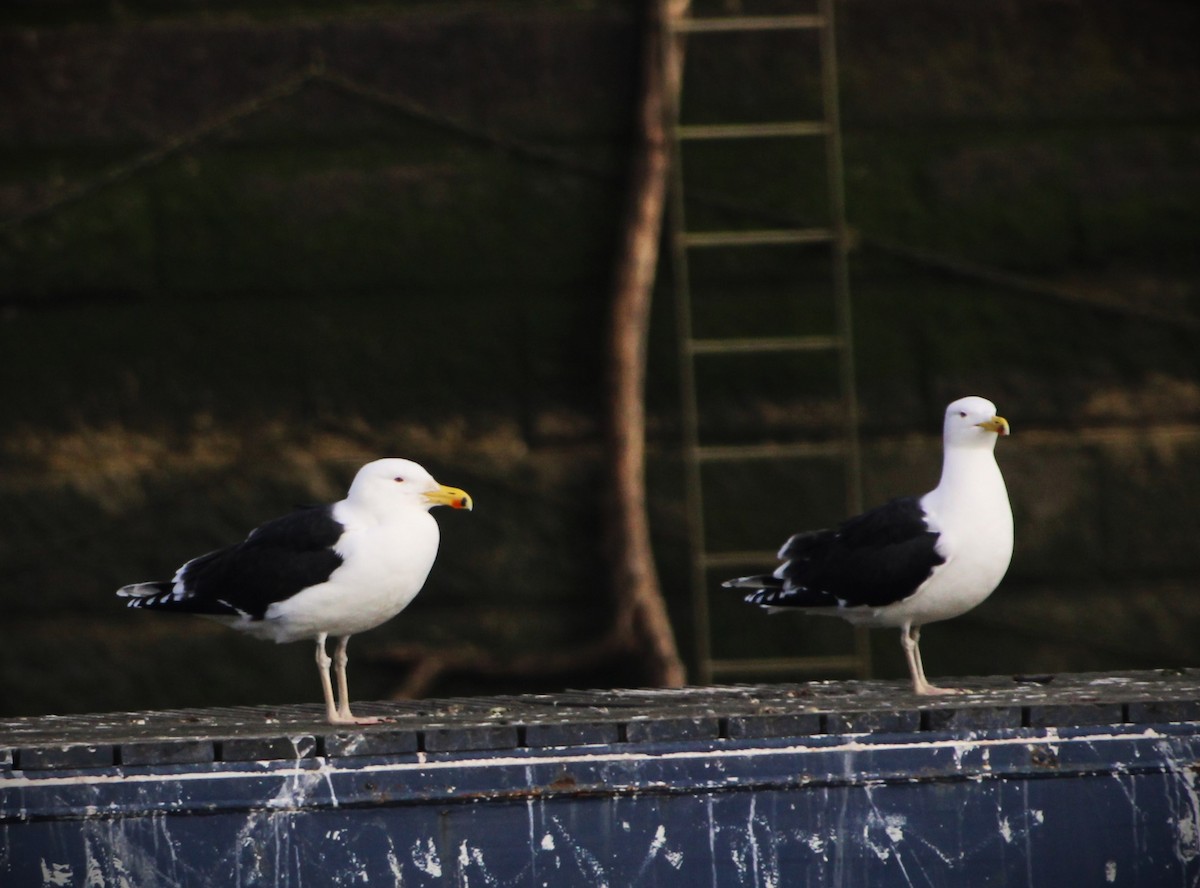 Great Black-backed Gull - ML615908162