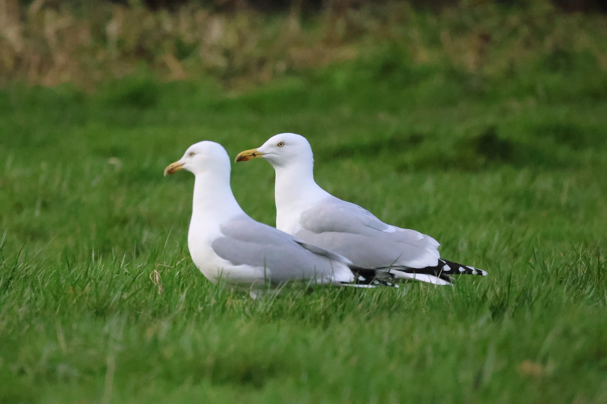 Gaviota Argéntea (europea) - ML615908163