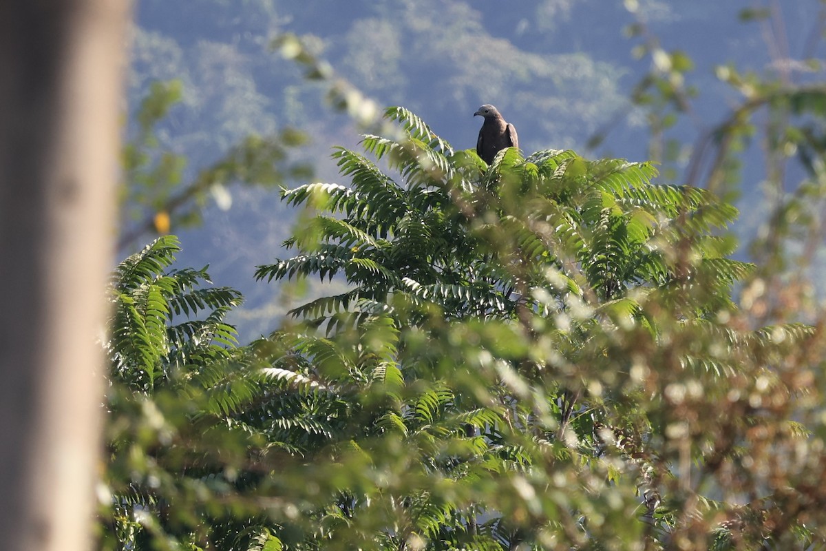 Oriental Honey-buzzard (Northern) - ML615908177