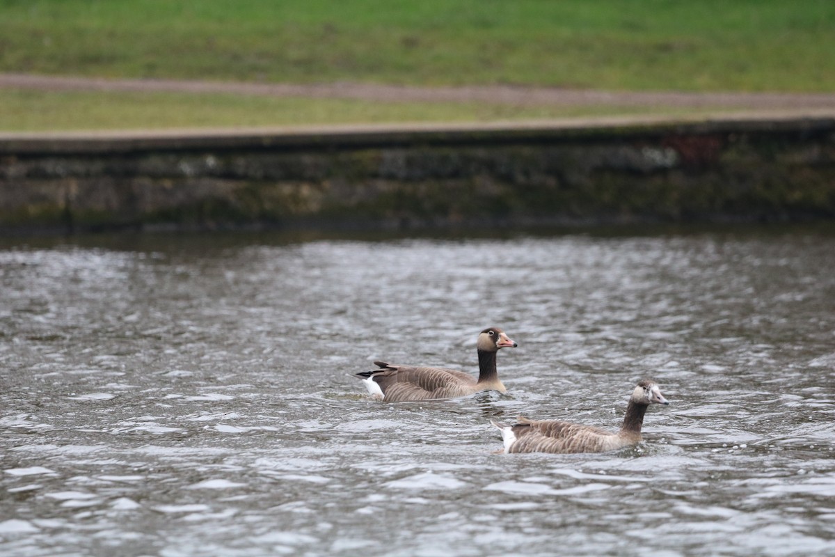Graylag x Canada Goose (hybrid) - ML615908179