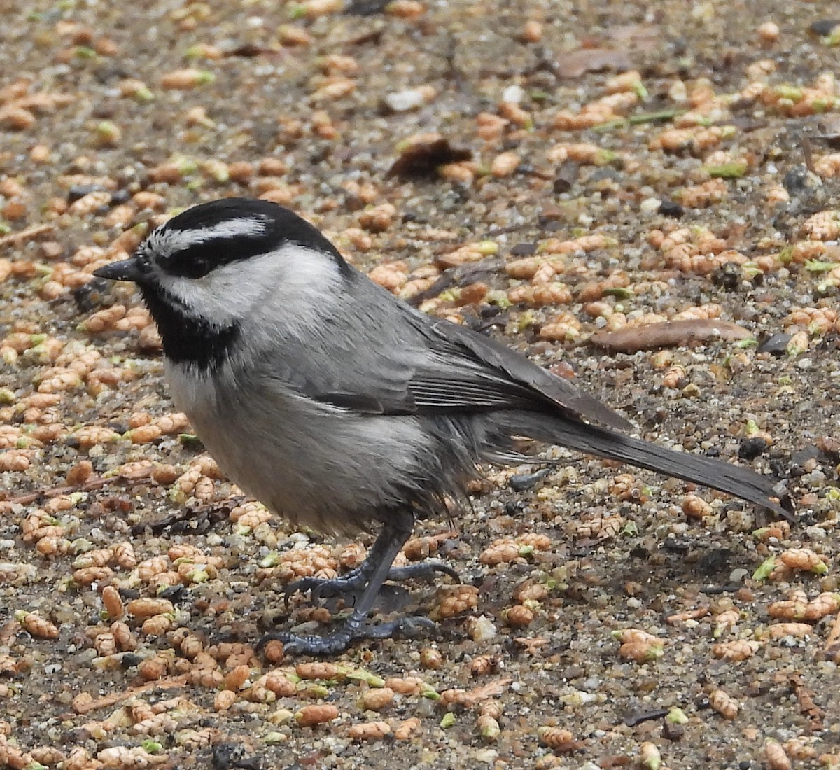 Mountain Chickadee - ML615908224