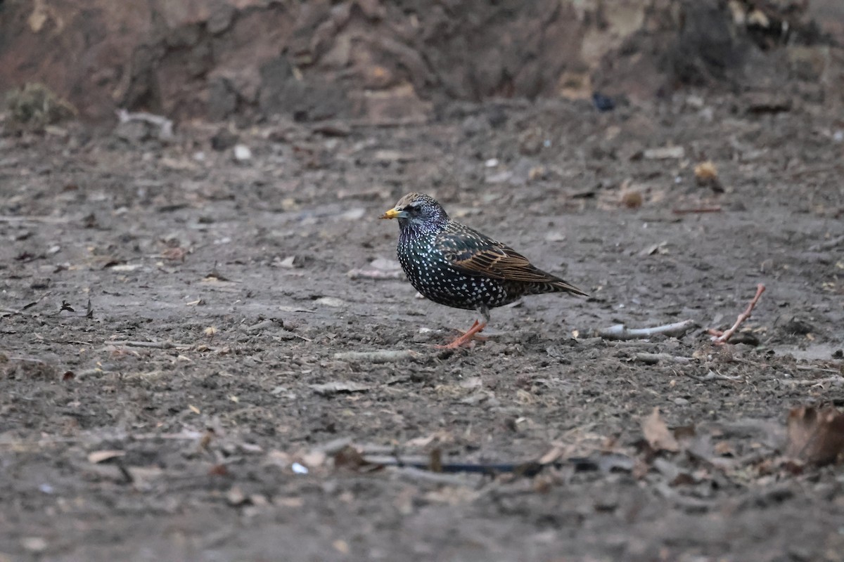 European Starling - ML615908239