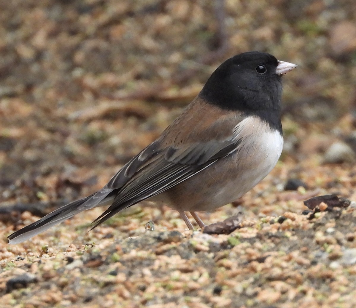 Dark-eyed Junco - ML615908244