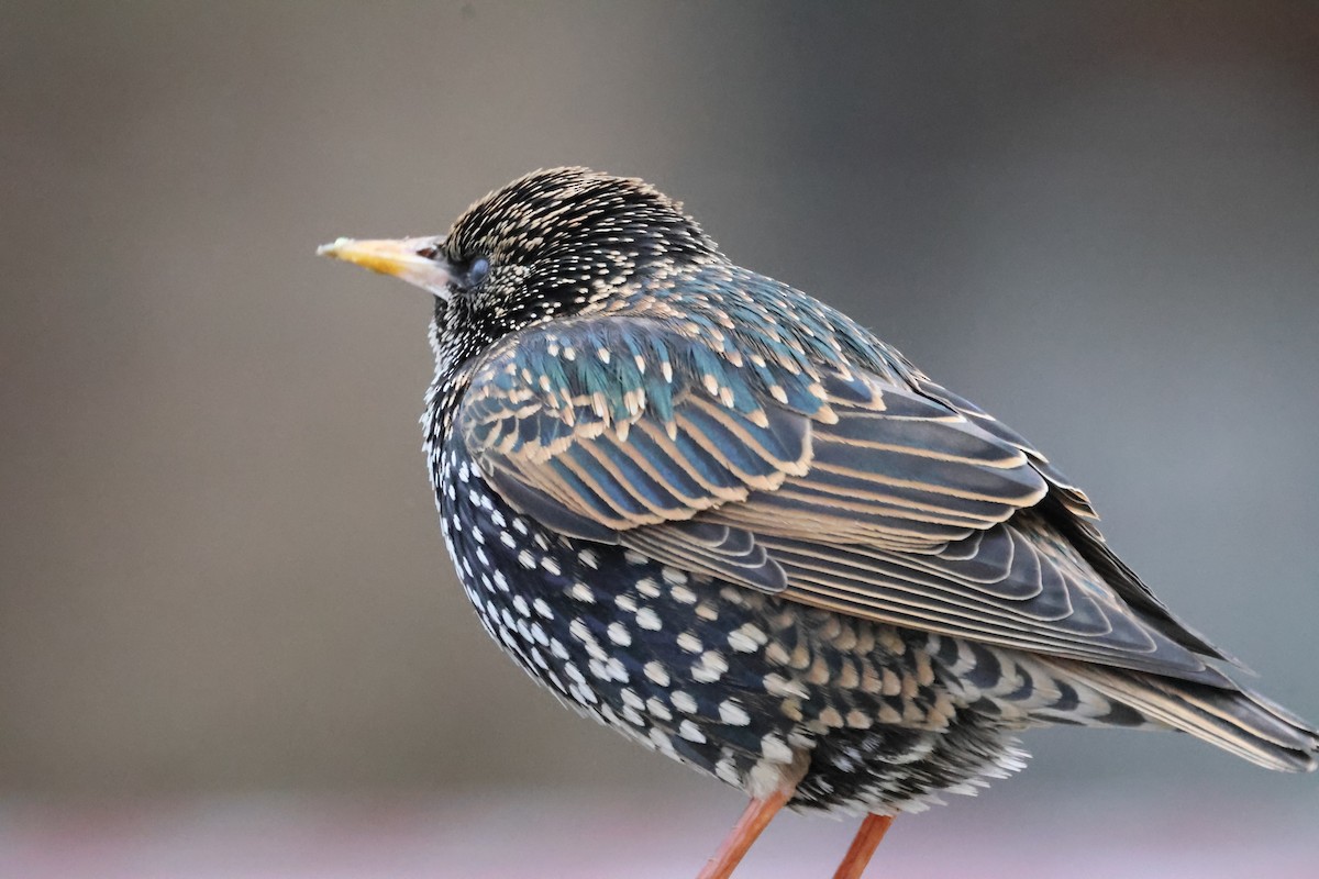 European Starling - ML615908245