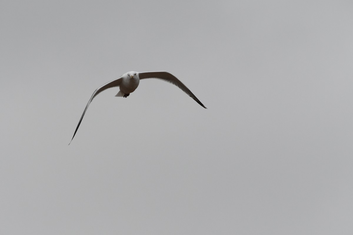 Herring Gull - Penguin Iceberg