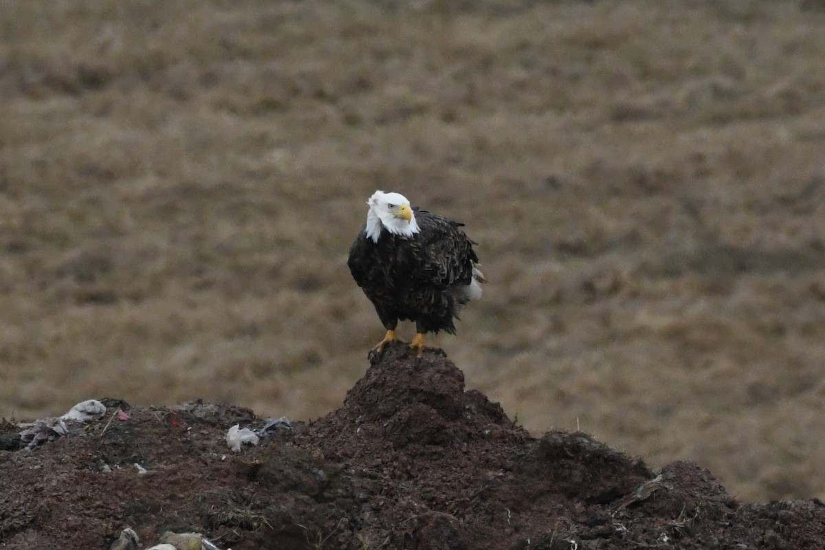 Weißkopf-Seeadler - ML615908400