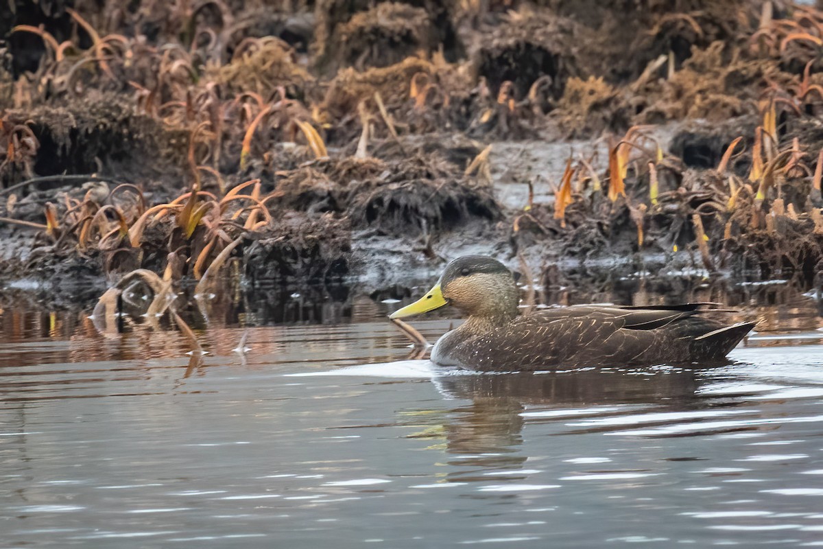 American Black Duck - ML615908525