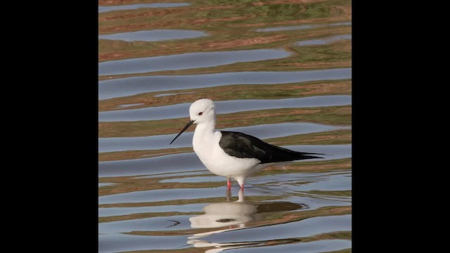 Black-winged Stilt - ML615908526