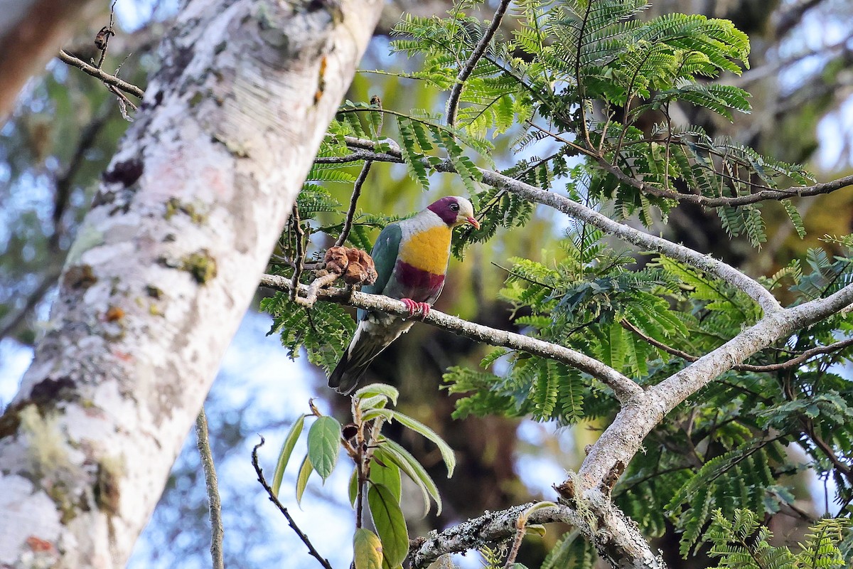 Yellow-breasted Fruit-Dove - Chih-Wei(David) Lin