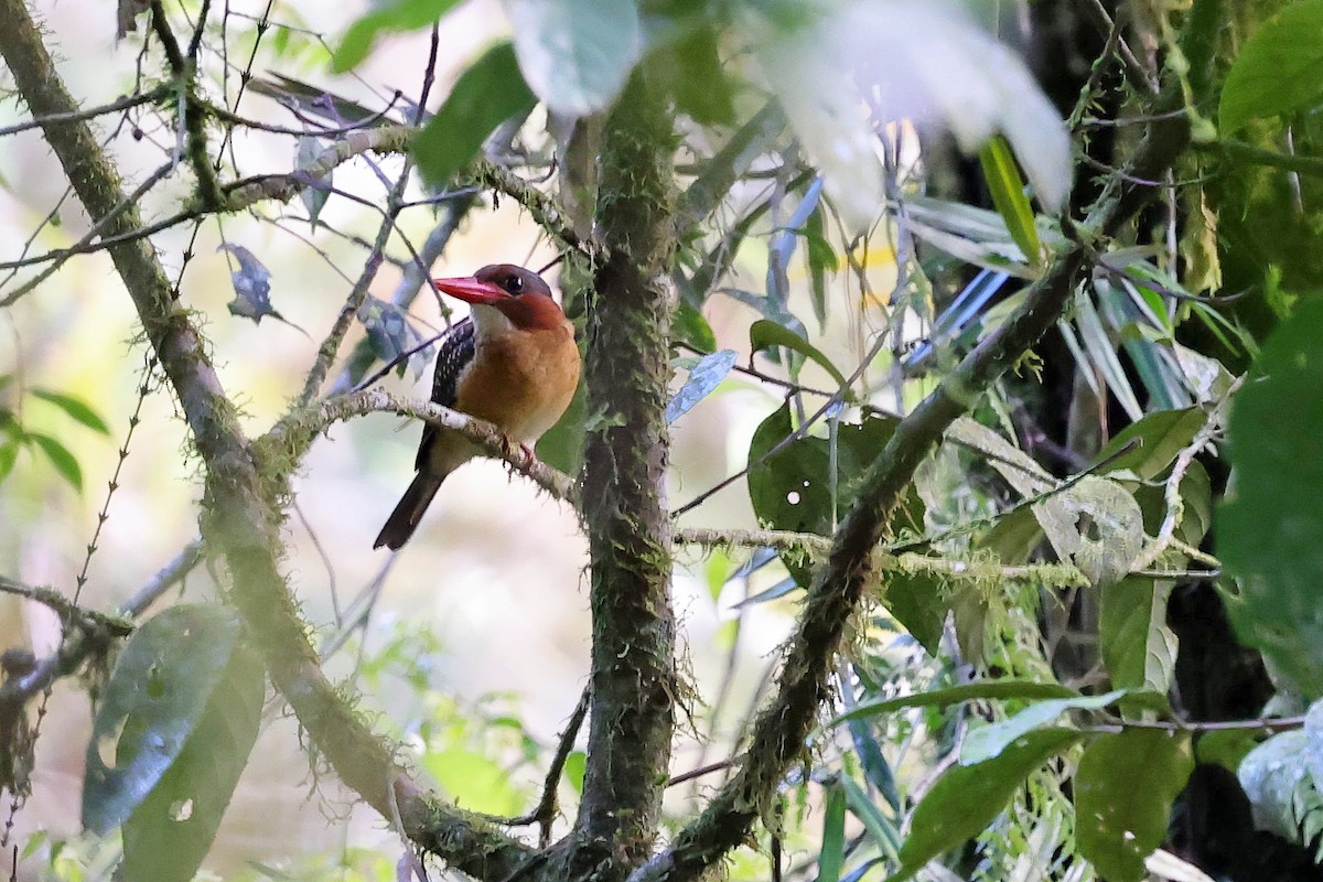 Blue-capped Kingfisher - ML615908557