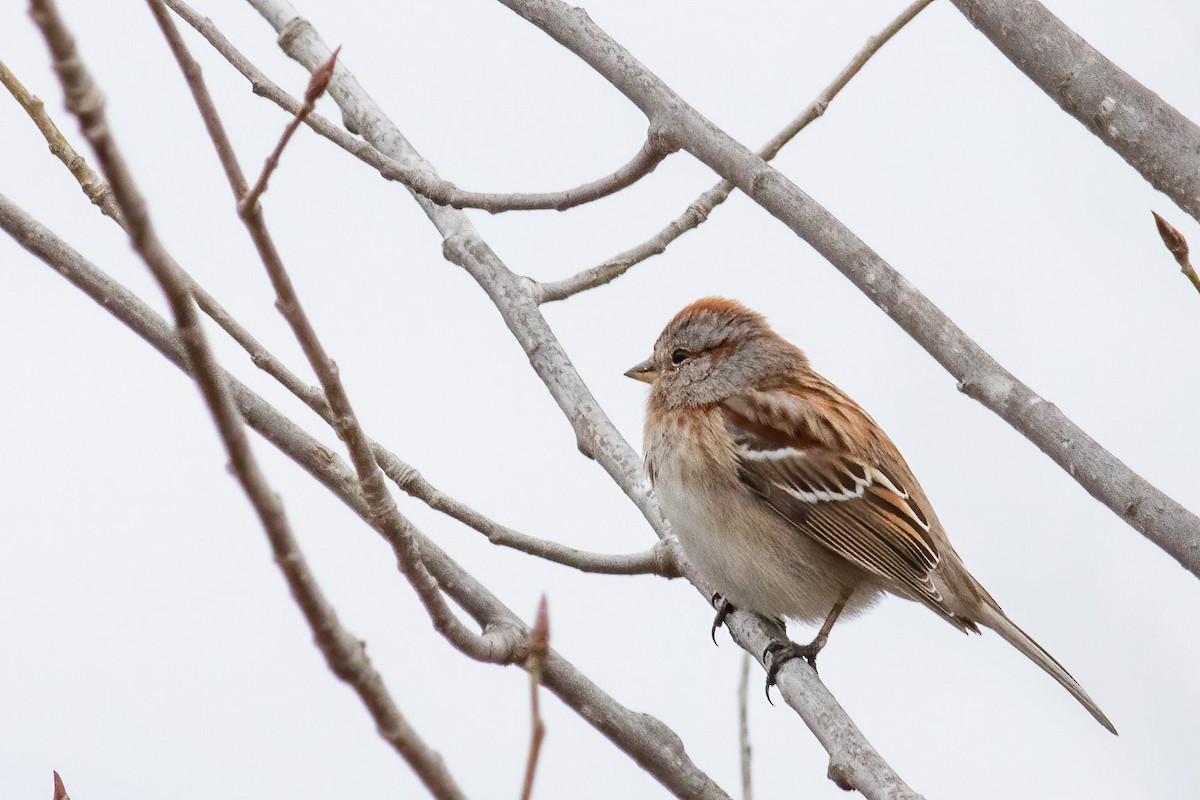 American Tree Sparrow - ML615908614