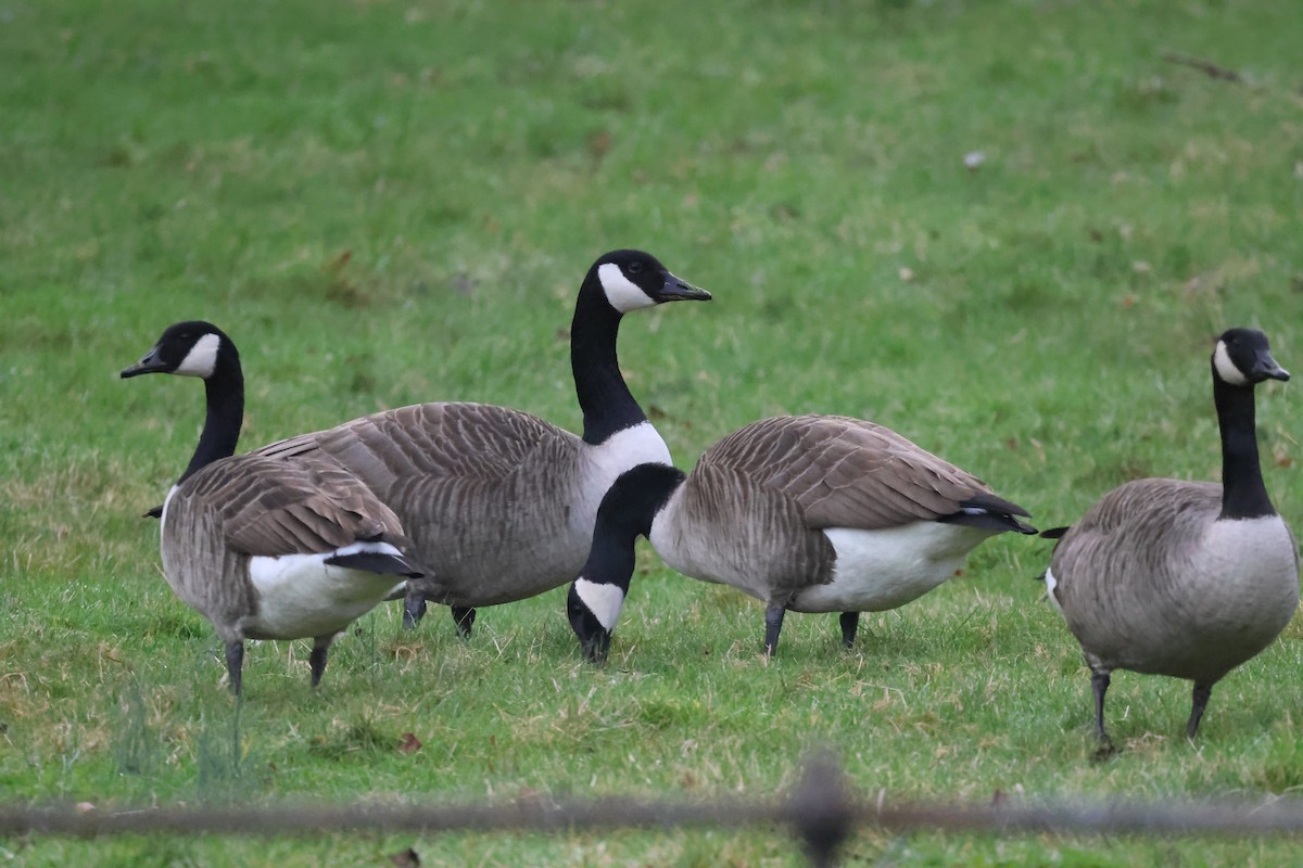 Canada Goose - ML615908647