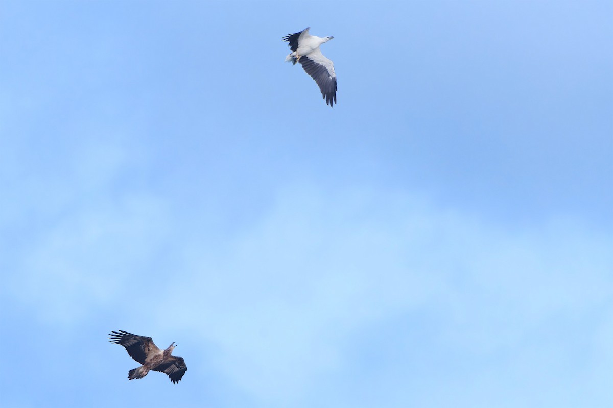 White-bellied Sea-Eagle - Martjan Lammertink