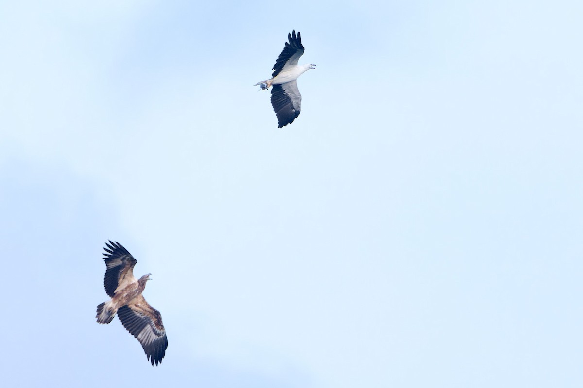 White-bellied Sea-Eagle - Martjan Lammertink