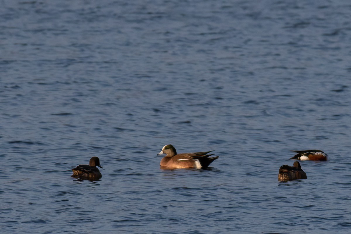 American Wigeon - Craig Kingma