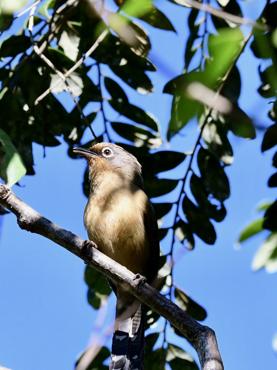 Spectacled Barwing - Wai Muan Sum