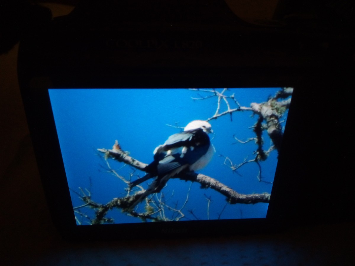 Swallow-tailed Kite - ML615908716