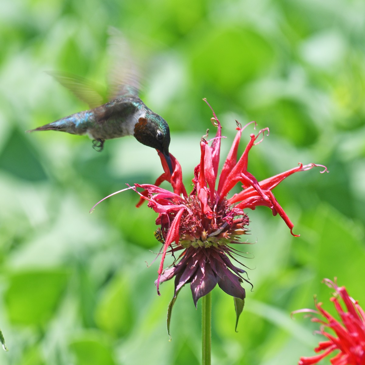 Ruby-throated Hummingbird - ML615908761