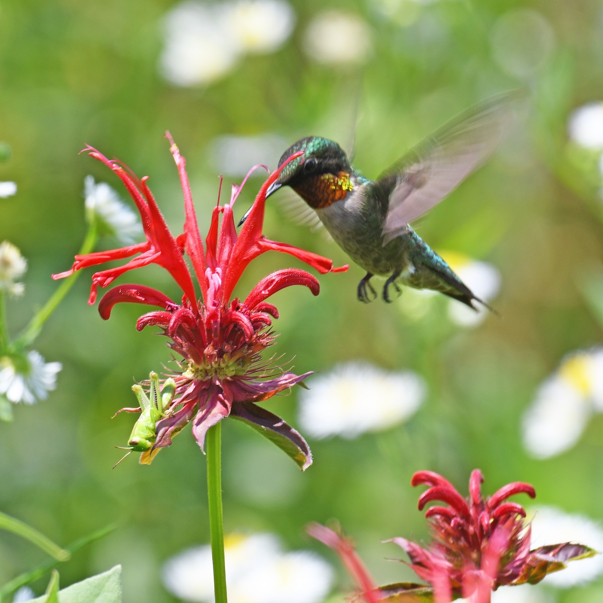 Ruby-throated Hummingbird - ML615908762
